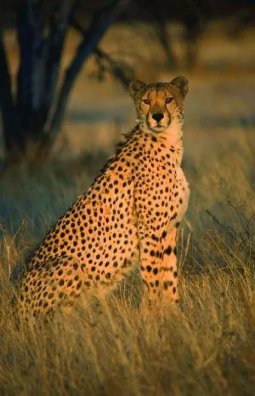 BU: Gepard, Foto: Wikinger Reisen. Abdruck honorarfrei, bitte nur mit Quellenangabe. Foto senden wir gern in hoher Auflösung zu. Bitte per Mail bei der Pressestelle anfordern.