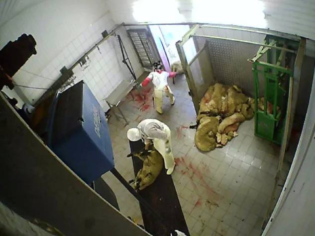 Nach Aufdeckung von Tierquälerei: Staatsanwaltschaft Köln ermittelt gegen Schlachthof in Hürth Bild: Nach Aufdeckung von Tierquälerei: Staatsanwaltschaft Köln ermittelt gegen Schlachthof in Hürth