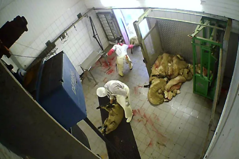 Nach Aufdeckung von Tierquälerei: Staatsanwaltschaft Köln ermittelt gegen Schlachthof in Hürth Bild: Nach Aufdeckung von Tierquälerei: Staatsanwaltschaft Köln ermittelt gegen Schlachthof in Hürth