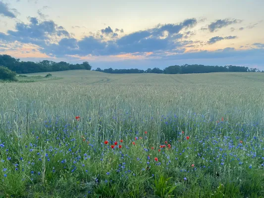 Bild: Kornblume und Feldlerche geraten aus dem Blick: Jüngere Erwachsene kennen deutlich weniger typische Arten ihrer Umgebung