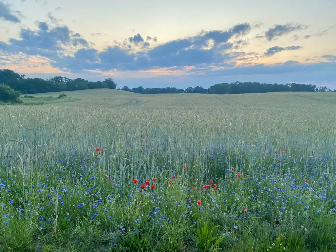 Bild: Kornblume und Feldlerche geraten aus dem Blick: Jüngere Erwachsene kennen deutlich weniger typische Arten ihrer Umgebung
