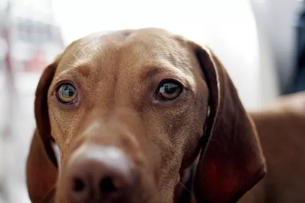 Bild: JuLis haben ein Herz für Tiere – Weg mit der Hundesteuer