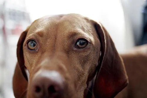 JuLis haben ein Herz für Tiere – Weg mit der Hundesteuer Bild: JuLis haben ein Herz für Tiere – Weg mit der Hundesteuer