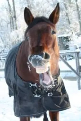 Bild: Pferde und Schnee - Neue E-Cards auf equipost.eu