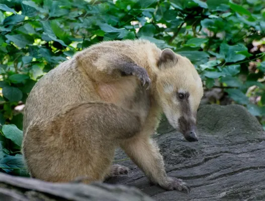 Bild: Weg vom Knipsen: „Tierfotografie“ im Zoo Berlin mit der Fotoschule des Sehens