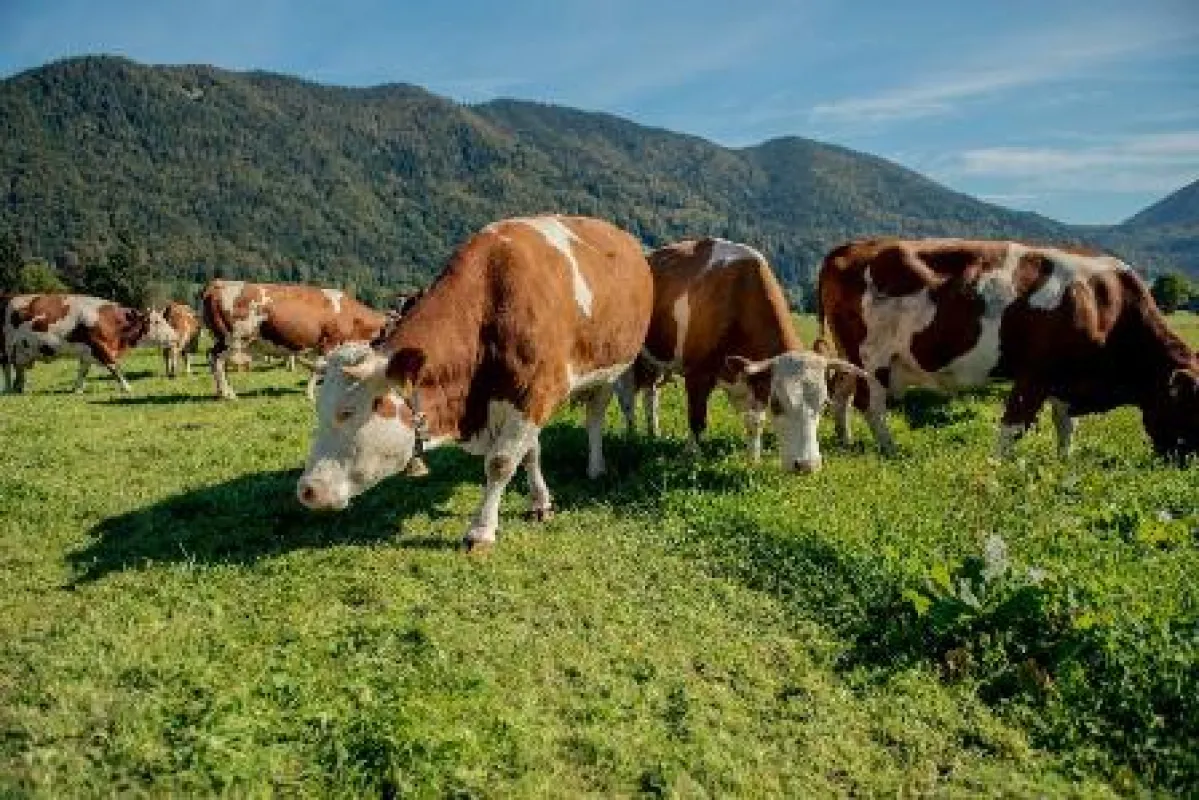 UNSER LAND BIO Kühe im bayerischen Voralpenland! Foto: Marianne Wagner