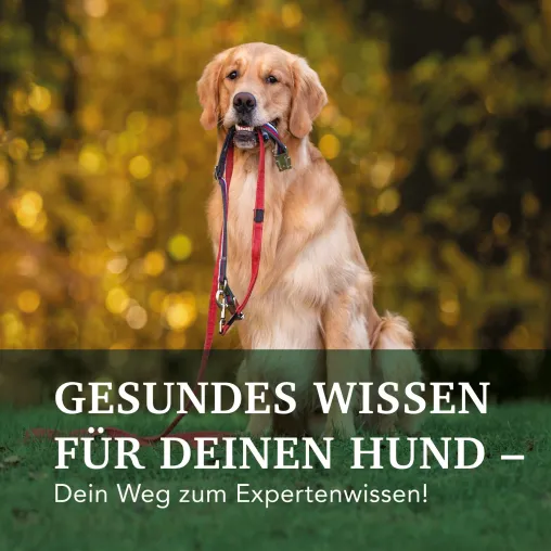 Bild: Webinar: Hundefutterexperte(in) werden