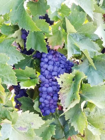 Bild: Wein und Genuss in der Weinregion Zupa