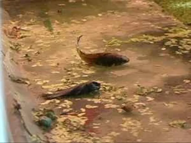 Bild: Deutscher Tierhilfe Verband deckt Horror-Tierhandlung in Berlin-Spandau auf