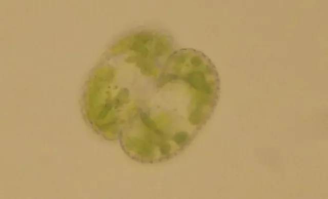 Bild: biomed-nrw erstellt Gutachten und berät bei Themen aus der Biomedizin