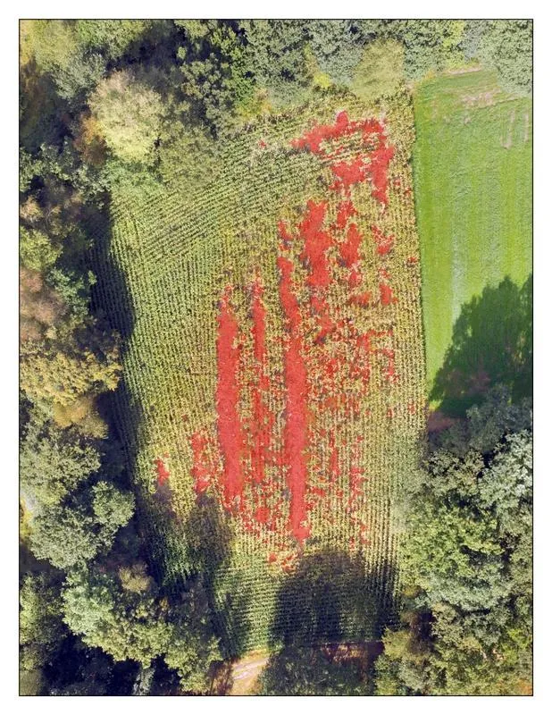 Zusammengesetztes Bild eines beschädigten Maisfelds. In Rot dargestellt sind die von einem Algorithmus erkannten Schäden. (Abbildung: Anneleen Rutten)
