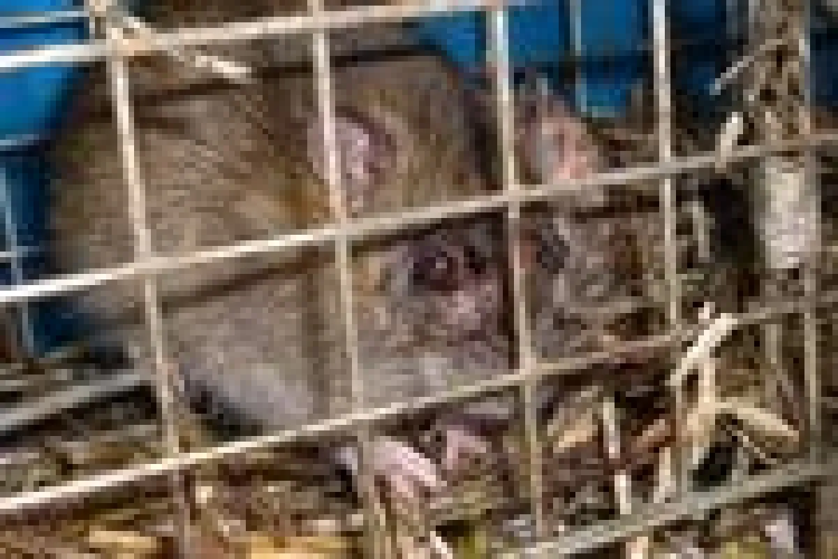Neuer Virus: Ratte mit seltsamen Stielaugen
