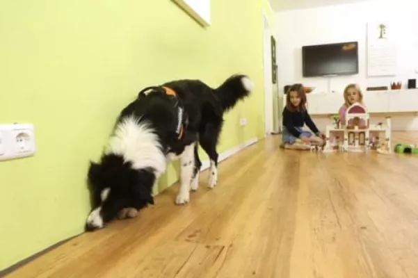 Schimmelsuche ist Profi-Sache - Schimmelspürhund Bessy Bild: Schimmelsuche ist Profi-Sache - Schimmelspürhund Bessy