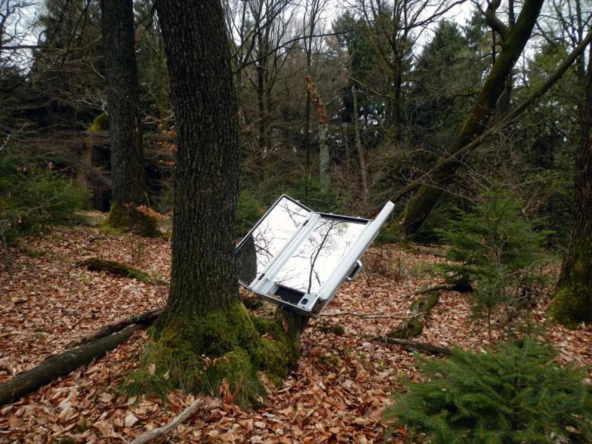 Baum schaut in einen Maskenspiegel