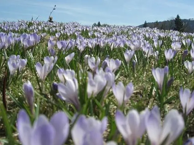 Bild: Die Berge erwachen – in Oberstaufen mit Georgi-Ritt, Allgäu-Orient-Rallye und Tanz in den Mai