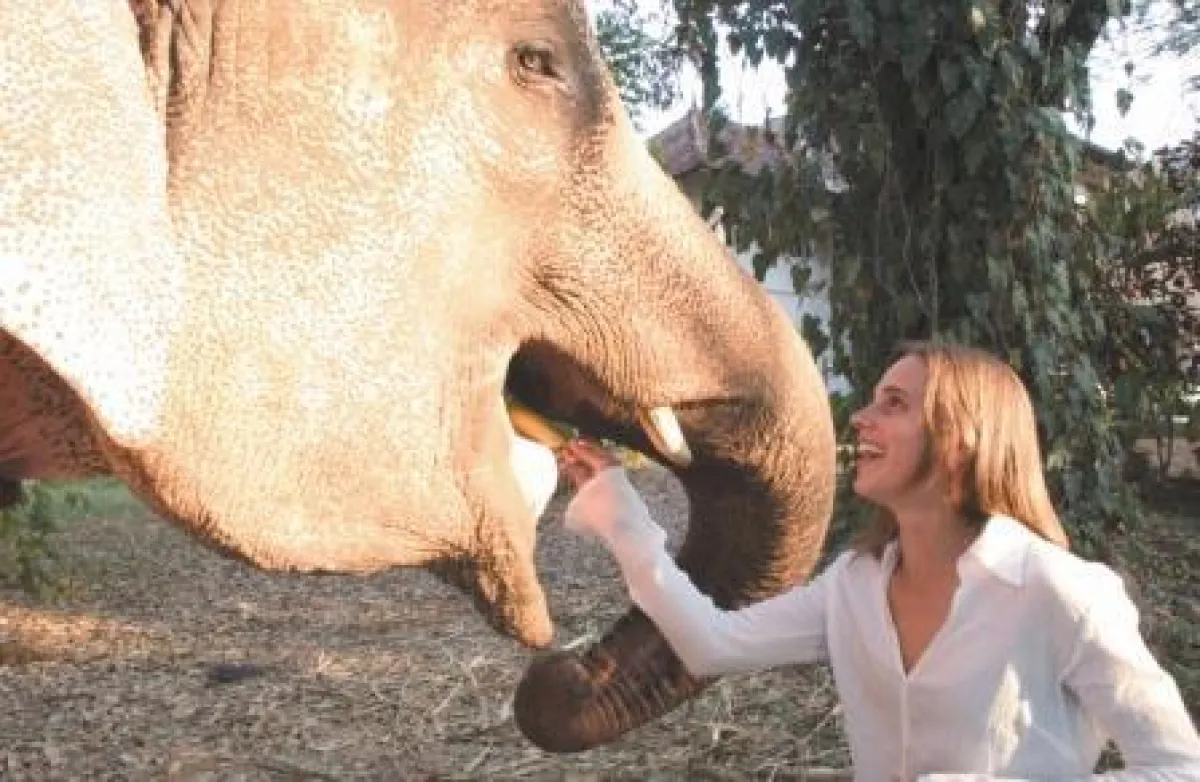 Hauselefant Laxshmi im 