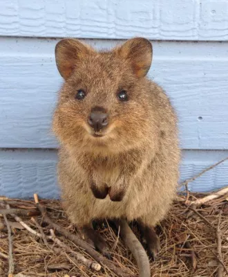 Bild: Immer schön Quokka bleiben - Neue STA Travel Marketing-Kampagne für Westaustralien