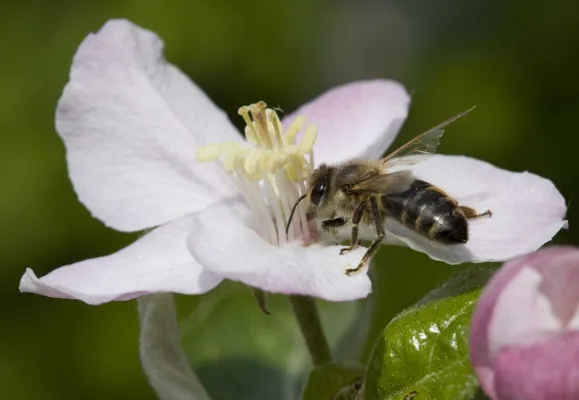 Bild: Zum "Tag der deutschen Imkerei" am 5. Juli 2009 - Projekt für mehr Öko-Bienen in der Rhön