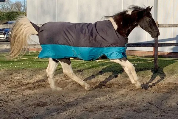Bild: Pferdecken Wäscherei in Niedersachsen