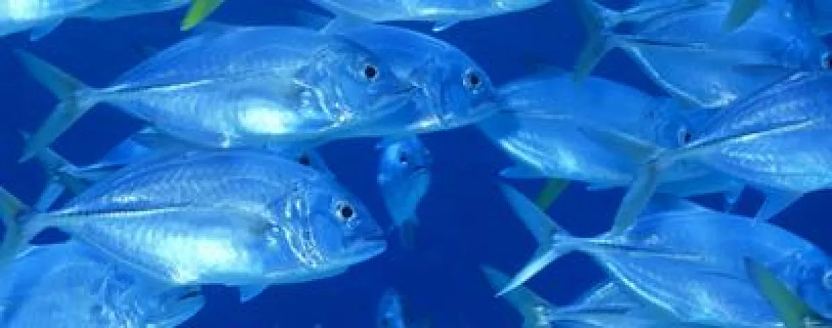 Fische haben dasselbe Schmerzempfinden wie Säugetiere