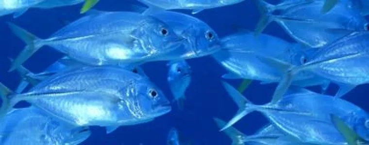 Bild: Geplanter Umbau des Leuchtturms „Christian“ zum Fisch-Empathie-Zentrum