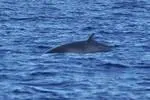 Bild: Neue Walart vor La Gomera dokumentiert