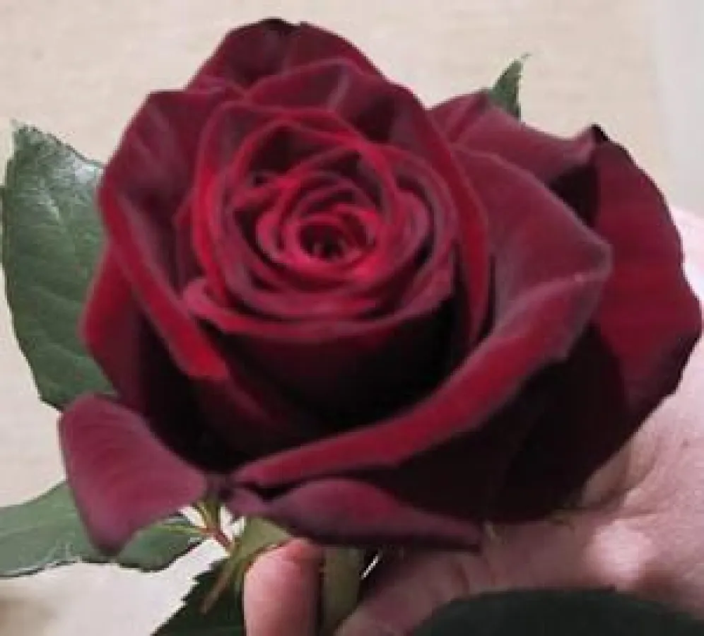 Wir sind täglich von 10 - 22 Uhr für Sie erreichbar