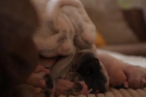 Urlaub mit Hund in Deutschland 2010: Wie finde ich die richtige Hundepension für meinen Hund? Bild: Urlaub mit Hund in Deutschland 2010: Wie finde ich die richtige Hundepension für meinen Hund?