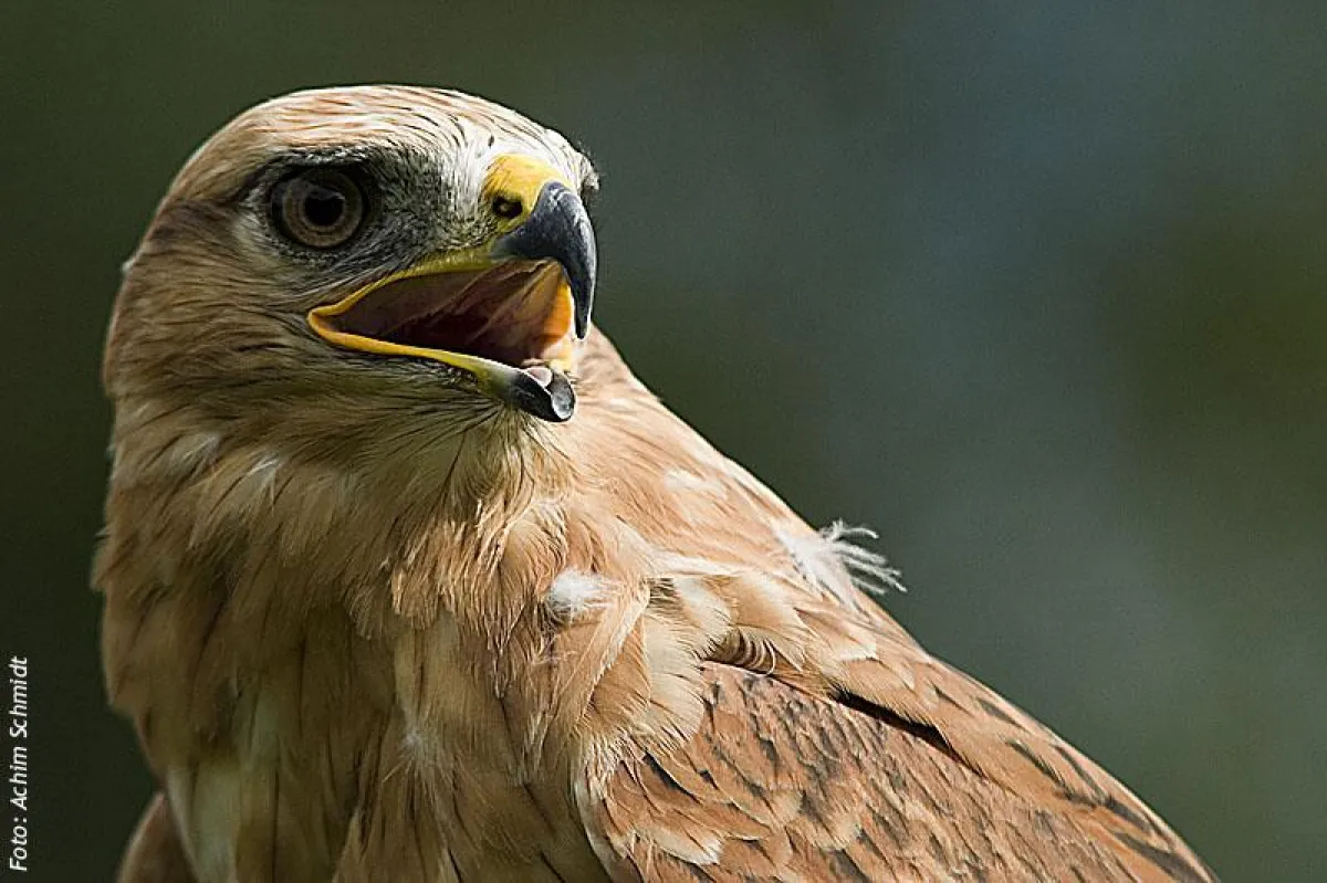 Adlerbussard, Falkenhof Lenggries