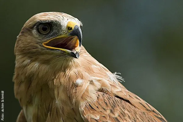 Bild: Bär trifft Greifvögel