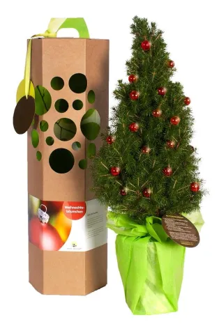 Bild: Weihnachtsbäumchen per Post - Ein grüner Gruß am Ende des Jahres