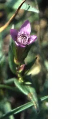 Bild: Seltener Enzian auf Spuklochkoppel bei Müritzhof