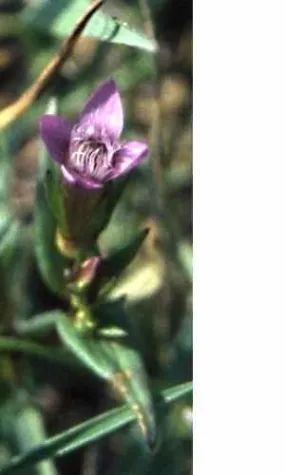 Bild: Seltener Enzian auf Spuklochkoppel bei Müritzhof