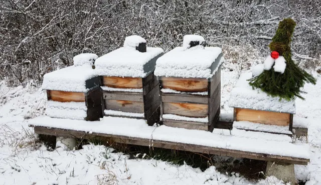 BILLION BEES: Das Erfolgspaket für Imker und alle, die es werden wollen Bild: BILLION BEES: Das Erfolgspaket für Imker und alle, die es werden wollen