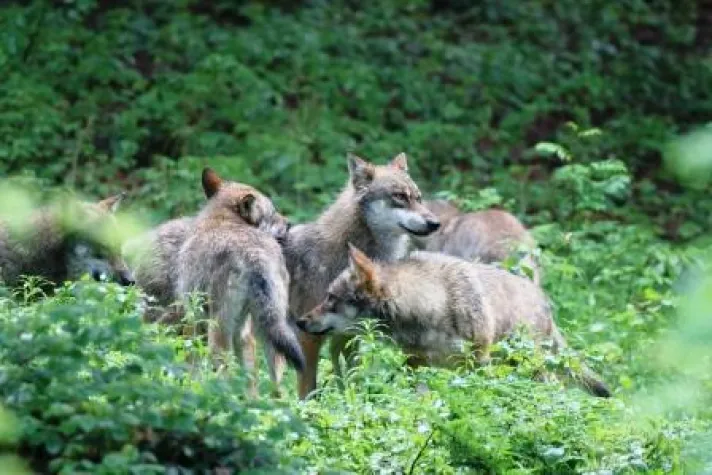 Pferde passen nicht ins Beuteschema des Wolfes Bild: Pferde passen nicht ins Beuteschema des Wolfes