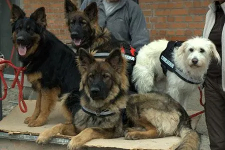 Bayerns erste Schimmelspürhunde nehmen ihren Dienst auf Bild: Bayerns erste Schimmelspürhunde nehmen ihren Dienst auf