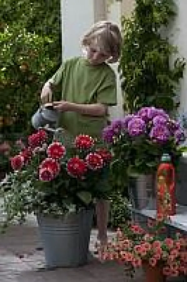 (c) Frux - Qualitäts-Dünger mit Guano