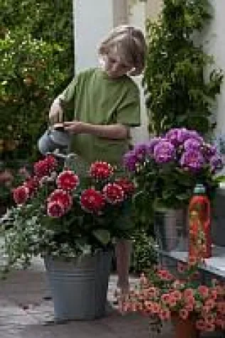 Nur gut versorgt wächst und blüht Bild: Nur gut versorgt wächst und blüht