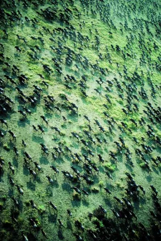 Bild: Die große Tierwanderung startet wieder