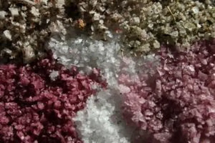 Bild: Flor de Sal de Mallorca aus Ses Salines