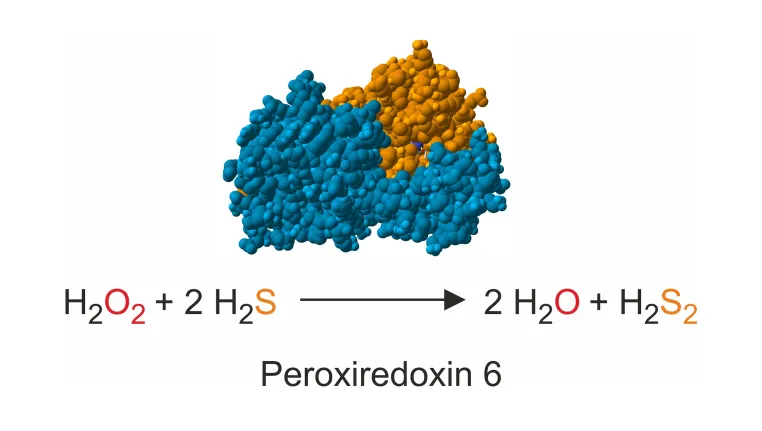 Bild: Neue Verbindung zwischen Peroxid- und Sulfidstoffwechsel entdeckt – Erfolg in der Peroxidase-Forschung an der RPTU