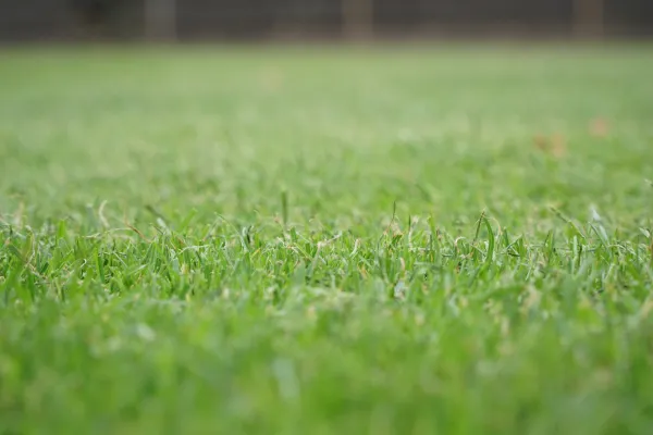 Rasen retten an heißen Sommertagen Bild: Rasen retten an heißen Sommertagen