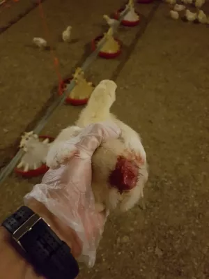 Bild: Nach Aufdeckung von Tierquälerei: Geflügelbetrieb entlässt Mitarbeitende & REWE beendet Zusammenarbeit