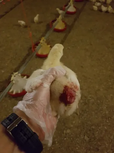 Nach Aufdeckung von Tierquälerei: Geflügelbetrieb entlässt Mitarbeitende & REWE beendet Zusammenarbeit Bild: Nach Aufdeckung von Tierquälerei: Geflügelbetrieb entlässt Mitarbeitende & REWE beendet Zusammenarbeit
