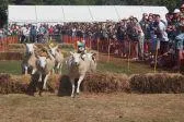 Bild: Schafsrennen, Vogelscheuchen und ein Blumenkrieg - Guernsey Event-Highlights im Sommer 2018