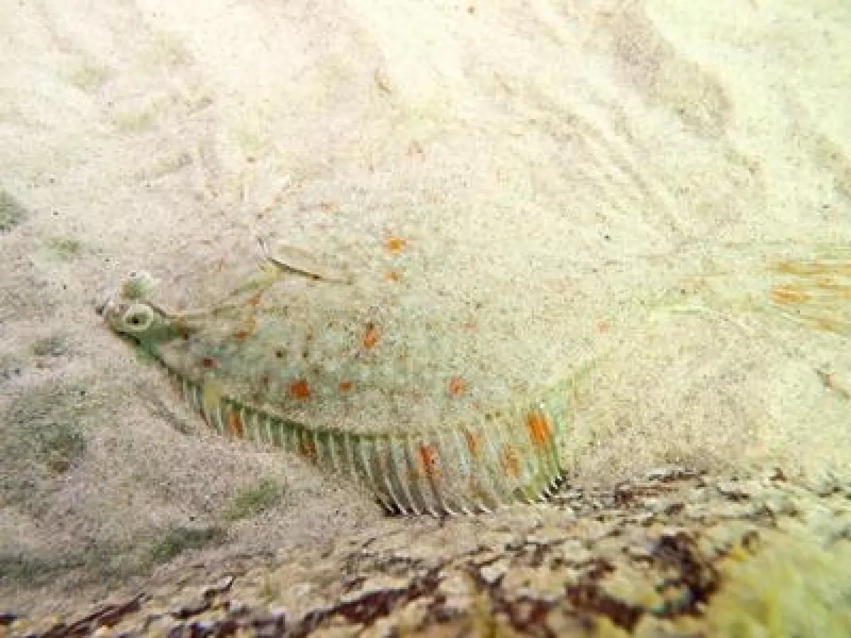 Flunder (Platichthys flesus) © Wolf Wichmann