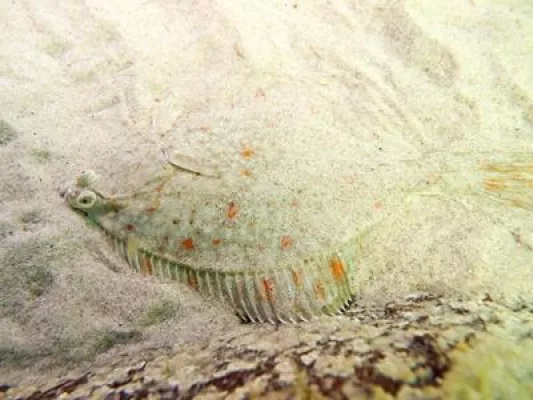 Bild: Fotoausstellung „Ostsee – Im Netz und unter Wasser“ auf dem Traditionsschiff
