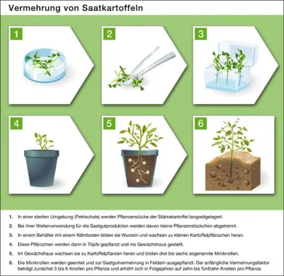 Bild: „Wie geht das eigentlich?“ Die „Kartoffelvermehrung“ mit Illustrationen anschaulich erklärt