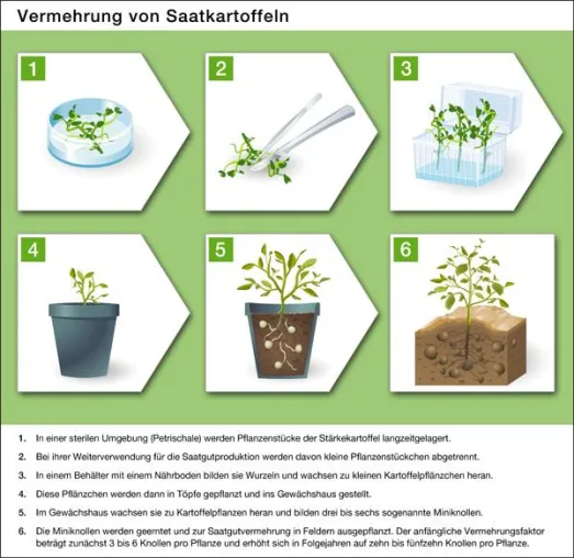 „Wie geht das eigentlich?“ Die „Kartoffelvermehrung“ mit Illustrationen anschaulich erklärt Bild: „Wie geht das eigentlich?“ Die „Kartoffelvermehrung“ mit Illustrationen anschaulich erklärt