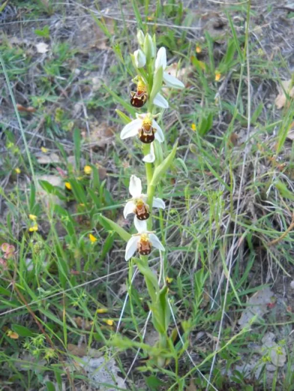 Seit das Ferienhaus La Rogaia in Umbrien biologisch bewirtschaftet wird, kehren die Orchideen zurück